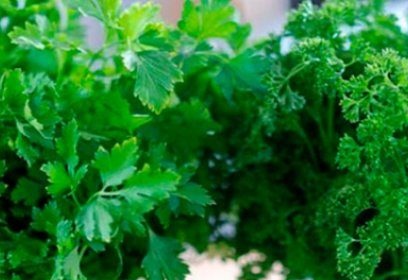 the best varieties of parsley