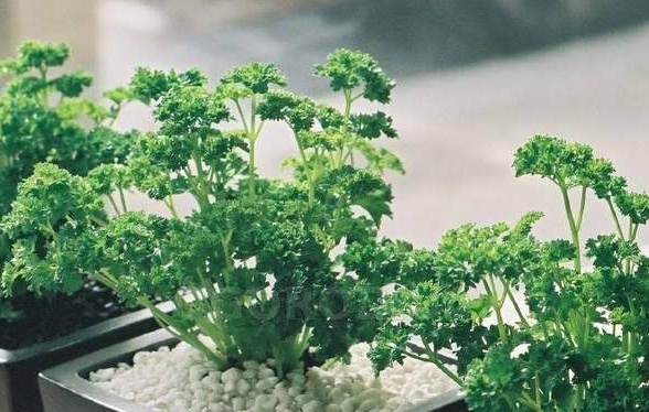 Growing parsley on a windowsill