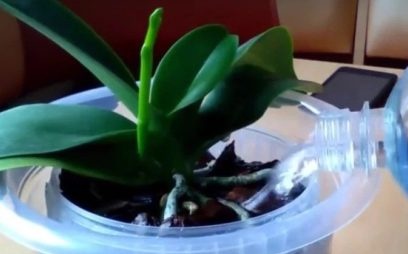Water the orchid