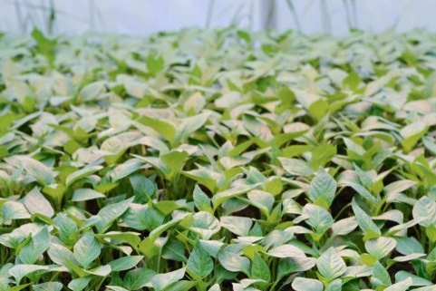 Seedlings in the greenhouse