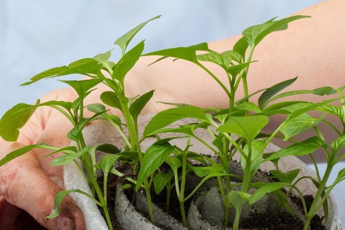 Seedlings tomato shell