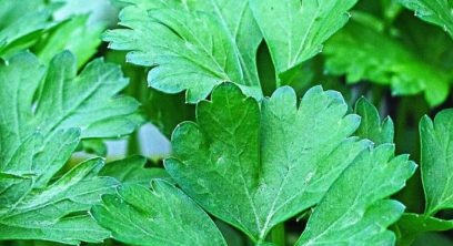 varieties of parsley