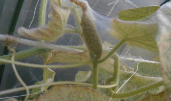 spider mite on cucumbers