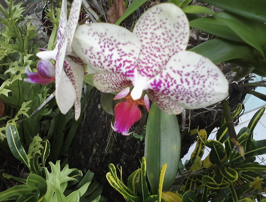 Cats in orchids