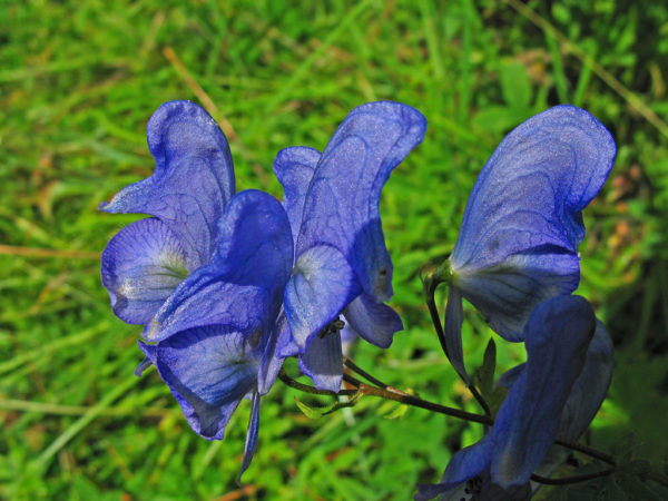 Aconite Nose