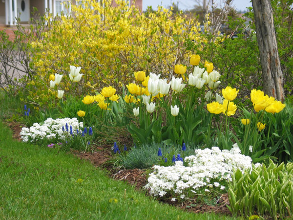 arabis and tulips
