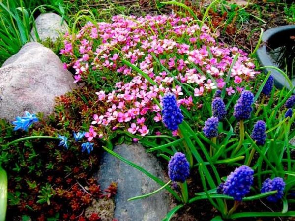 arabis and blue flowers