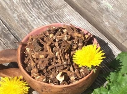 Dandelion roots