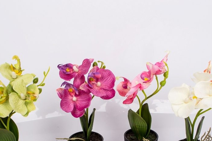 Potted orchids