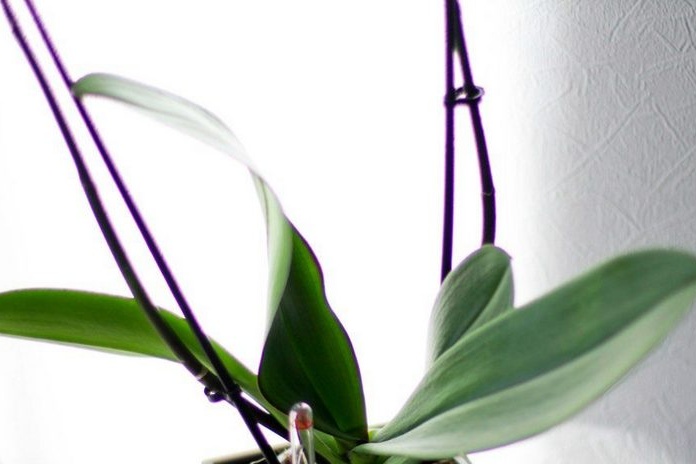 Orchids don't bloom