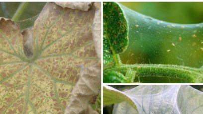 spider mite on cucumbers