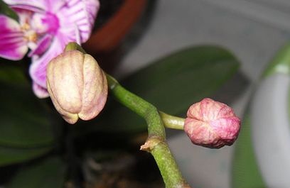 Why Orchids Fall Flowers