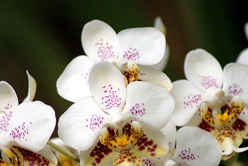 Orchid Care