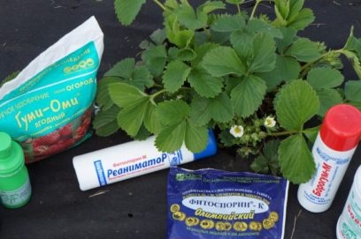 fertilizer for plants
