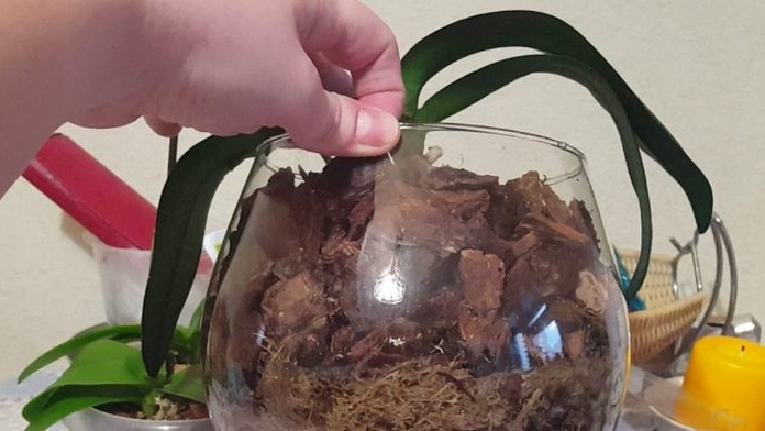 orchids in a closed system