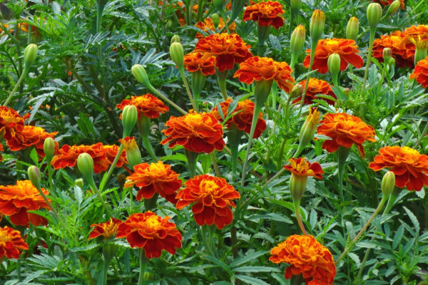 Marigold flowers