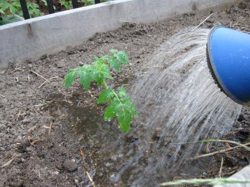 phytosporin spraying