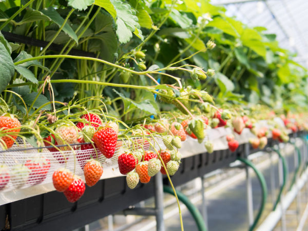 strawberries in the greenhouse