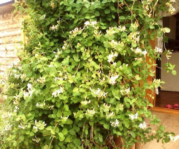 curly shrub
