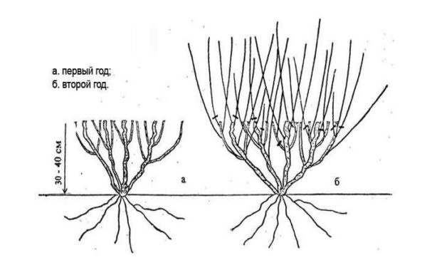cropping pattern