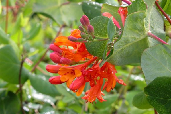 decorative honeysuckle