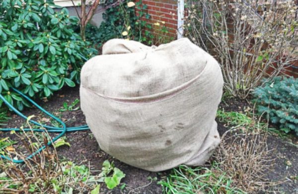 honeysuckle shelter