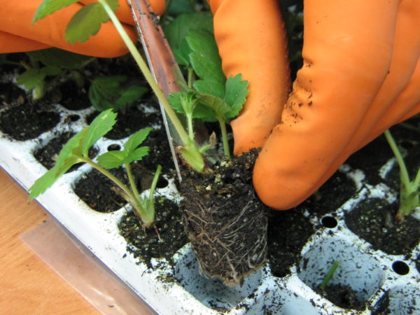 planting strawberries