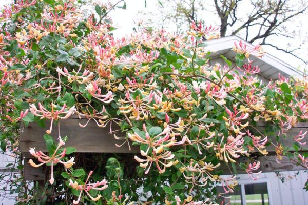 climbing honeysuckle