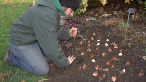 tulip planting