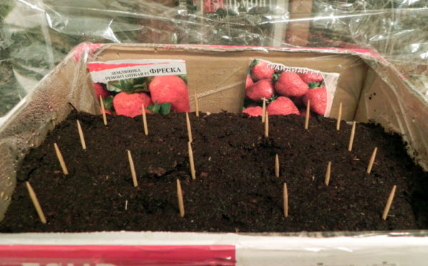 planting strawberries with seeds