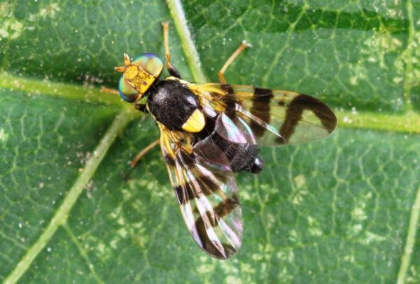 cherry fly