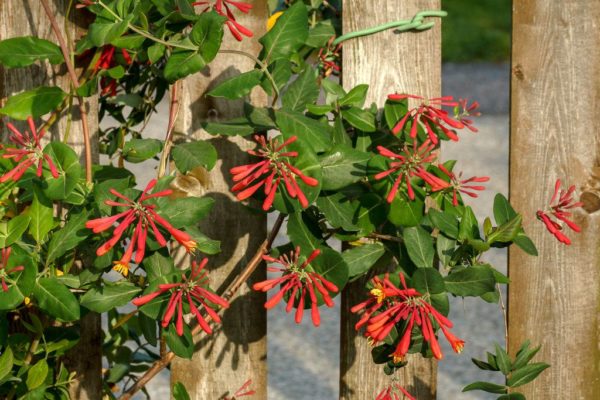decorative honeysuckle