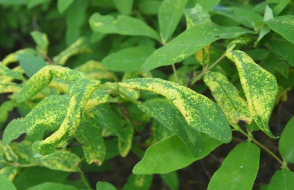 honeysuckle disease