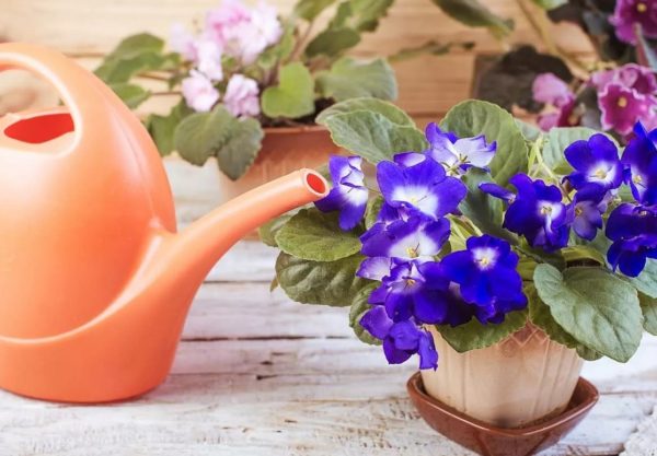 Watering violets