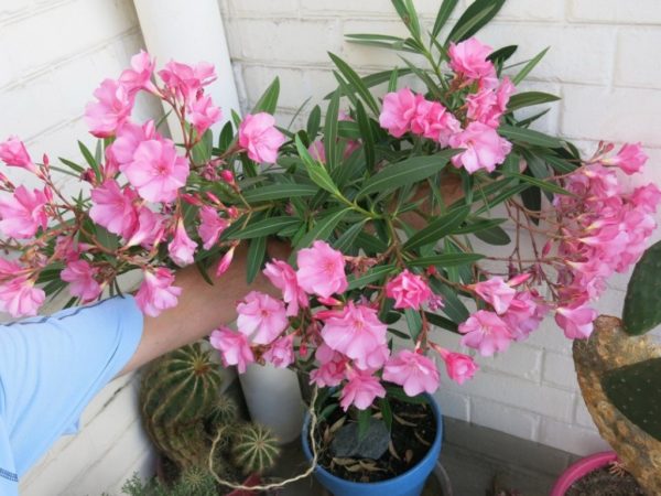 oleander care