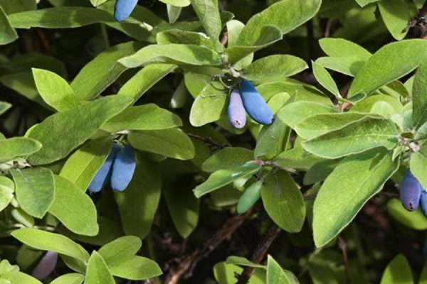 long honeysuckle