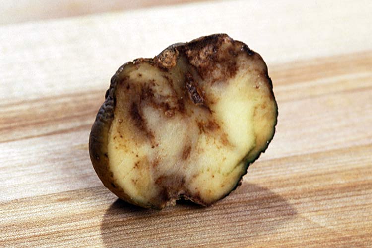 Potato Cancer