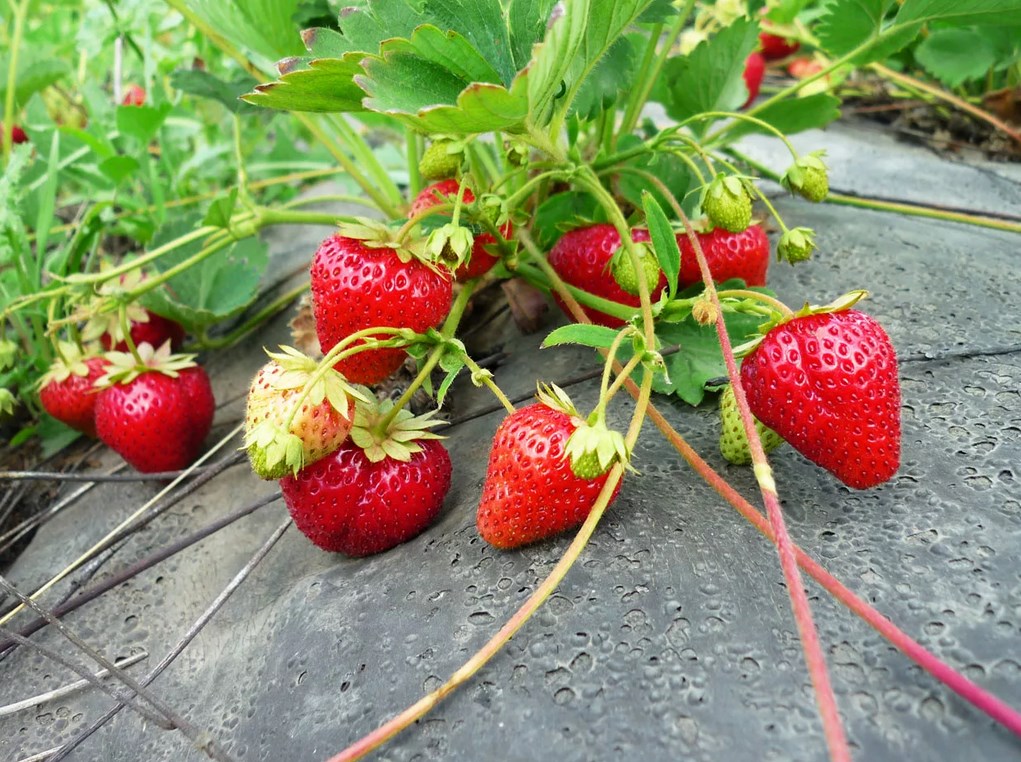 Strawberry Care