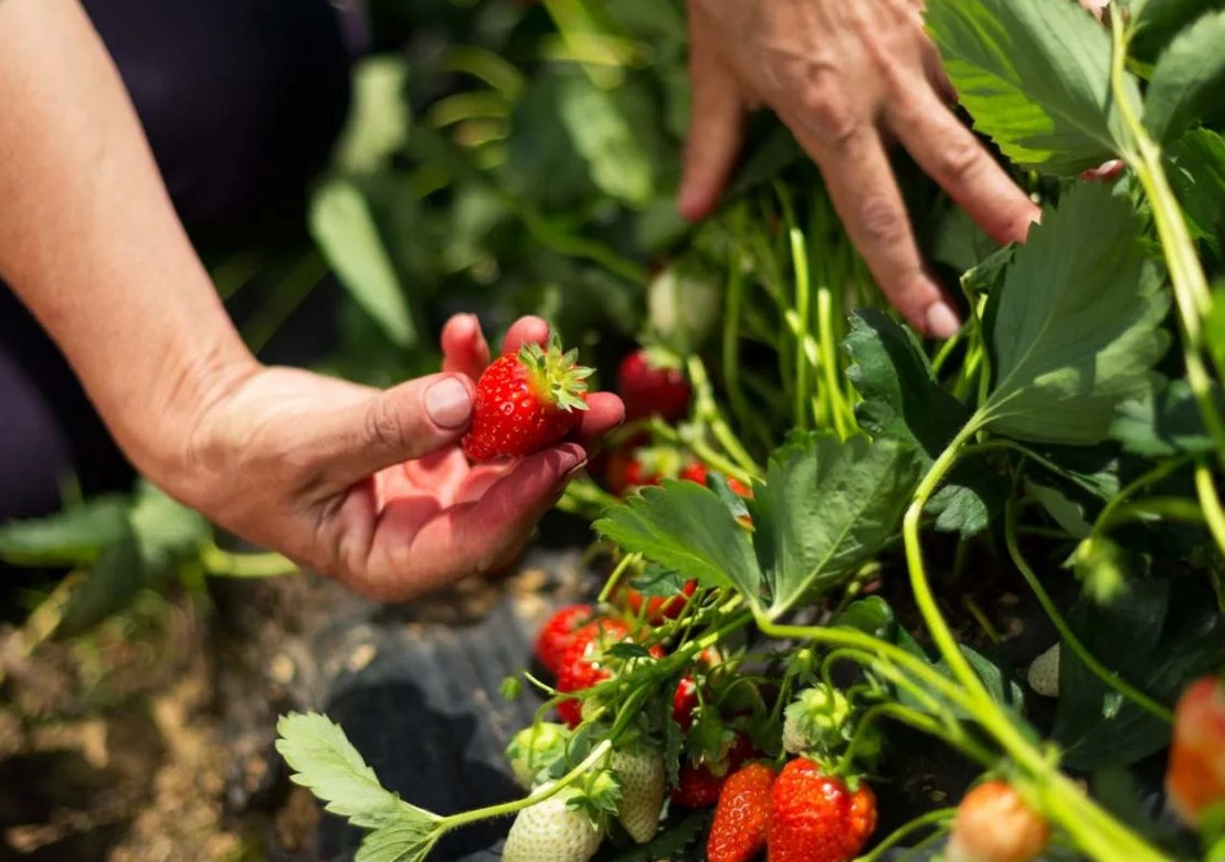 Strawberry dressing