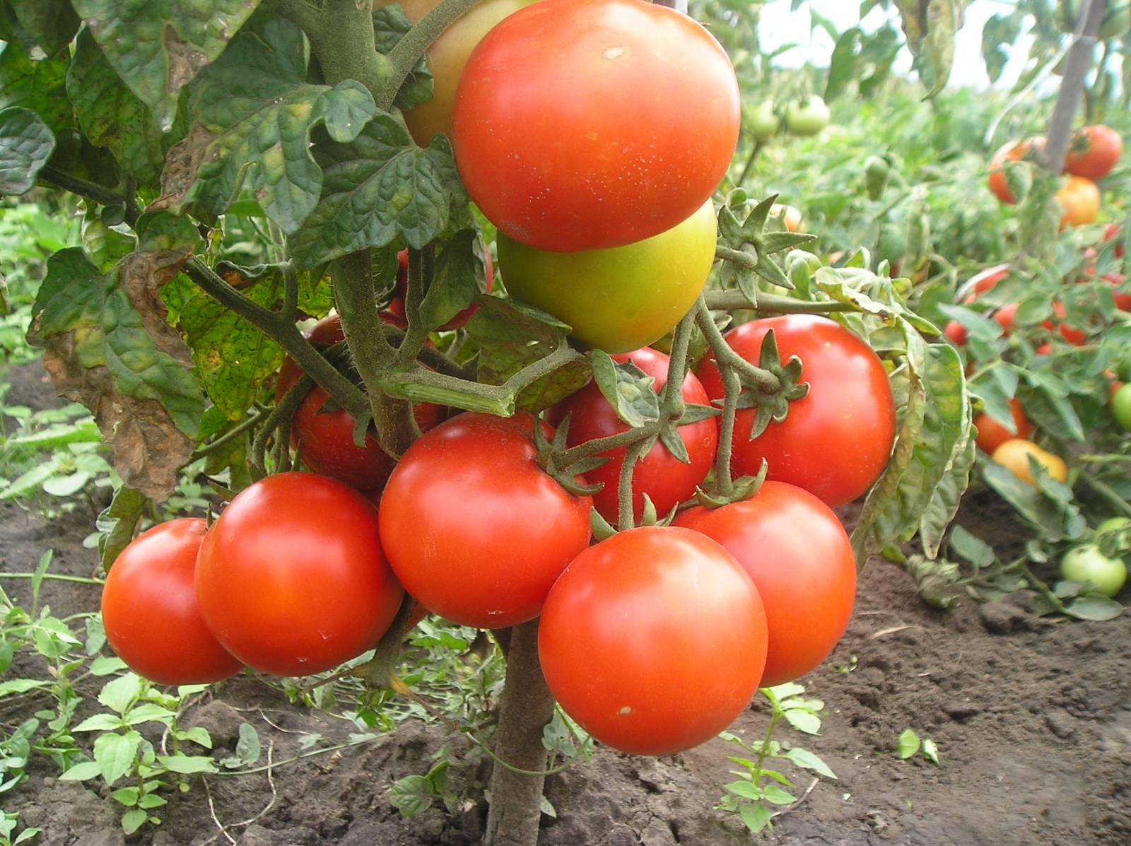 Undersized tomatoes