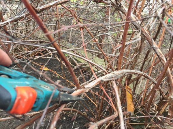 honeysuckle pruning
