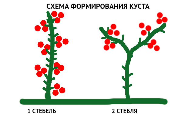 obrazac formiranja grma
