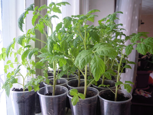 Seedlings