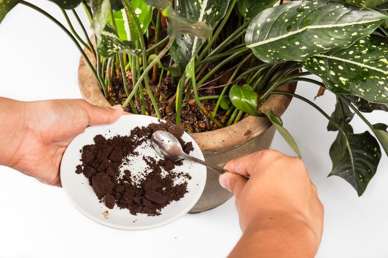 Plant nutrition