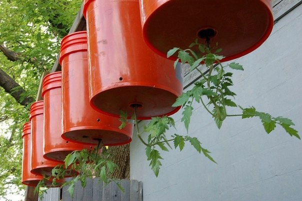 Tomatoes