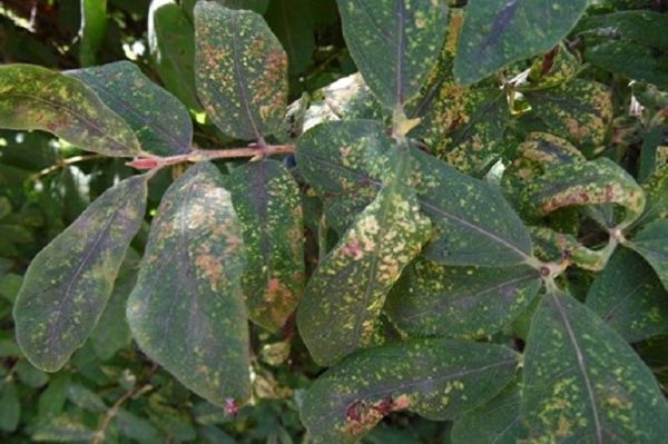 bush disease