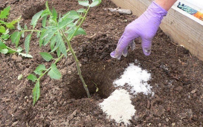 top dressing of tomatoes