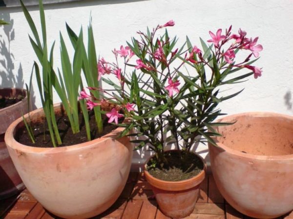 lonac oleander