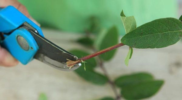 honeysuckle breeding