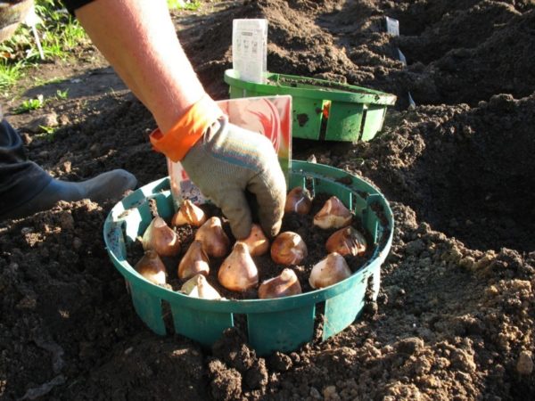 bulb preparation
